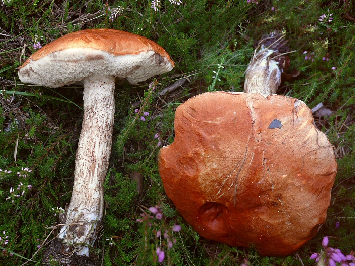 P1070993 LeccinumAurantiacum mont crp cc